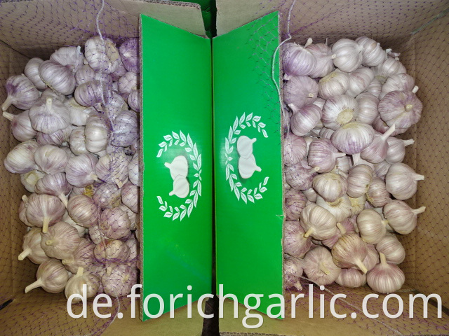 Size 5 0cm Garlic